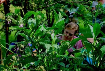 External Medicinal Uses of ‘Symphytum officinale’, aka Comfrey or Knitbone Image